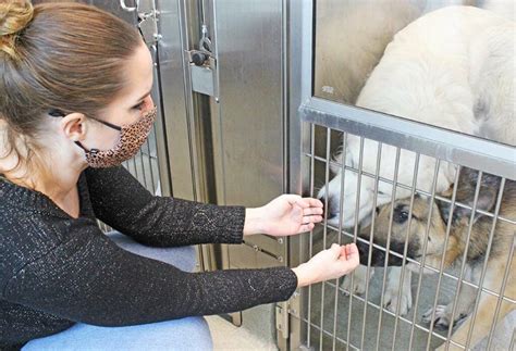 monterey road animal shelter|santa clara county dog adoption.